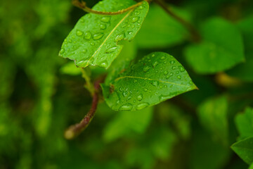 Leaves green background. Front view of green leaf in the garden. Plant flower bush shrub tree isolated. Art abstract spring background natural green leaf.