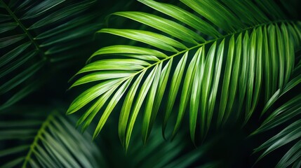 Close-up of a vibrant green palm leaf.