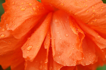 Colorful pink peony on green background. Pink fresh peonies. Blooming red peony in a flower garden. Purple flower blooming in the garden.