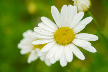 Fototapeta premium Wild daisy flower growing on meadow, white chamomile on green grass background. Oxeye daisy, Leucanthemum vulgare, daisies. Gardening concept. Chamomile flower closeup. Medical herbs. Kidneys problem.