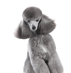 Cute silver toy poodle