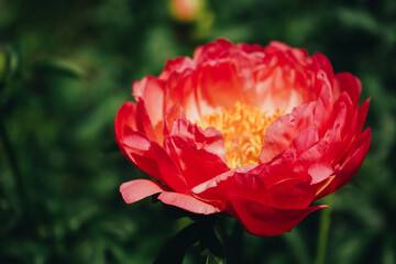 Pink fresh peonies. Colorful pink peony on green background. Blooming red peony in a flower garden. Purple flower blooming in the garden.