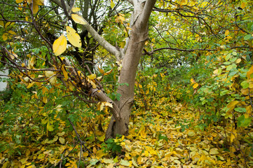 Serene Autumn Woodland Scene with Golden Leaves and Majestic Trees