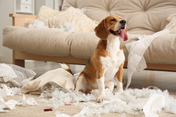 Naughty Beagle dog with torn pillows and toilet paper rolls sitting on floor in messy living room