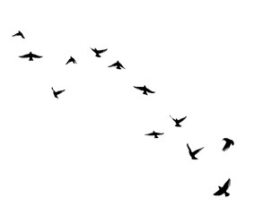 Flying birds silhouette flock. hand drawing. Not AI. Vector illustration