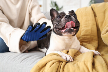 Woman brushing her French Bulldog with hair removing glove at home
