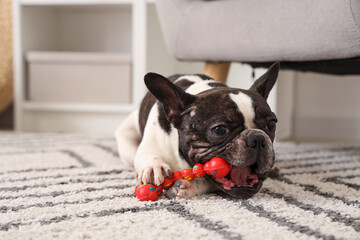 Cute French Bulldog playing with toy at home