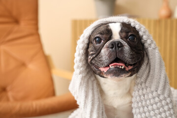 Cute French Bulldog with plaid at home at home