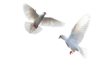 white dove flying, white pigeon PNG, flying birds isolated with transparent background 
