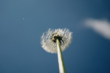 Fototapeta premium Dandelions at sky background. Freedom to Wish. Hope and dreaming concept. Blue sky and a white ball of dandelion seeds from which were carried from the wind. Dandelion's fluff closeup.