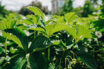 Flowering strawberry bushes in the garden. Green leaves. Planting strawberries technology in...