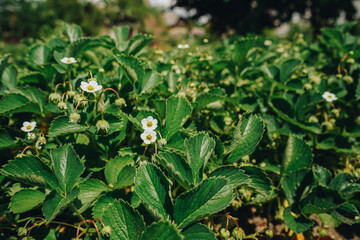 Flowering strawberry bushes in the garden. Strawberries bloomed in the garden. Planting...