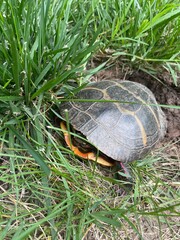 turtle on the grass