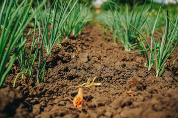 Agriculture plant growing in bed row. Sprouting agricultural onion plant. Green natural food crop. Beds of green onions growing in field. Cultivated land close up.