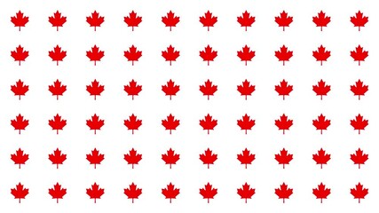 Icons of maple appear with a bouncing animation. Symbolizing Canada and Canadian identity. 4K pictogram motion graphic. - Powered by Adobe