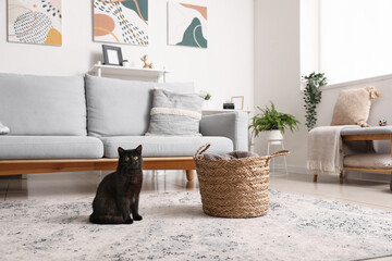 Cute black cat sitting near wicker basket in living room