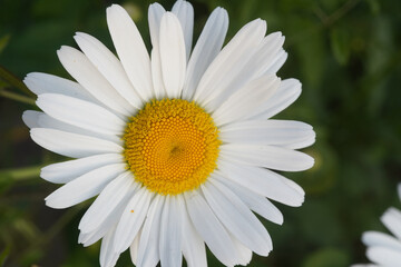 Fototapeta premium Wild daisy flower growing on meadow, white chamomile on green grass background. Oxeye daisy, Leucanthemum vulgare, daisies. Gardening concept. Chamomile flower closeup. Medical herbs. Kidneys problem.