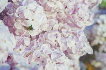 Purple lilac flowers as background. Lilac flower in spring macro photo. Spring blossom background. Beautiful nature scene with blooming flowers. Flower lilac in blooming Orchard.