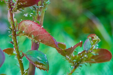 Exotic house plant. Red rose flowers in a floral arrangement. Red leaves of flower on green background, close up photo. Leaves of flower burgundy color. Burgundy leaf of rose.