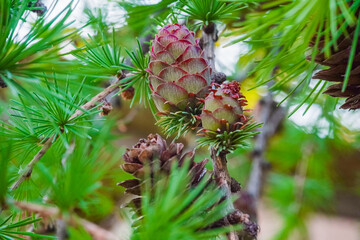 Close up of a green fir cone on fir tree branch. Young fir cone showing a green hue with hints of...