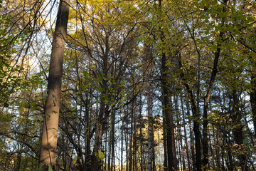 Autumn forest with blue sky, bottom view. Background of autumn trees for publication, poster, screensaver, wallpaper, postcard, banner, cover, post. High quality photo