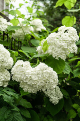 Plants for house with nicely landscaped in yard in summer time. Hydrangea flowers in Orchard. Bush with white flower on it. Beautiful and delicate Hydrangea flowers in the garden.