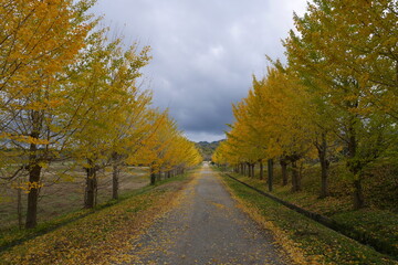 Fototapeta premium 銀杏並木