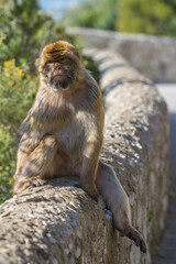 Berberaffe auf Gibraltar