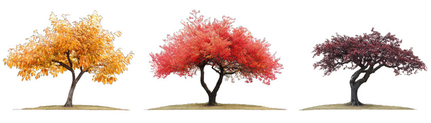 Graceful Isolated Nature Maple Trees at Different Stages of Growth.. Isolated on a Transparent Background. Cutout PNG.