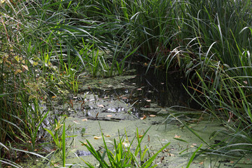 A swamp in the middle of a forest with reeds