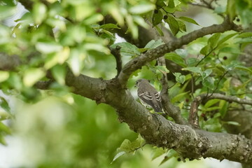 grey streaked flycatcher in a forest