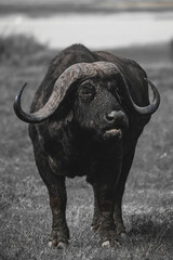 buffalo in the wild