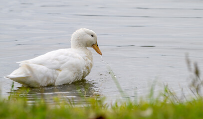 Pekin duck bathing in a lake.