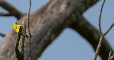 Male American goldfinch perched in a dead tree..
