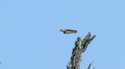 Northern flicker takes off from a dead tree trunk.