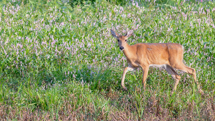 Doe, red deer, walking through a field with pink flowers.