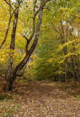 Naklejka premium Trail at Ragged River Park near Algonquin Park Ontario with foliage in autumn colours 