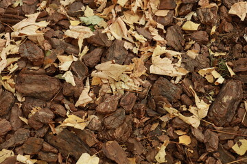 Autumn leaves and dry tree bark background