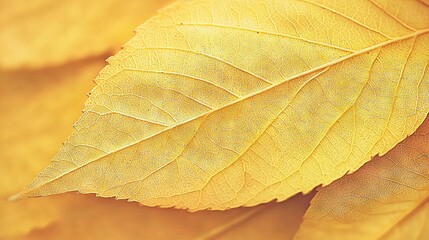   A yellow leaf in focus against a blurred background