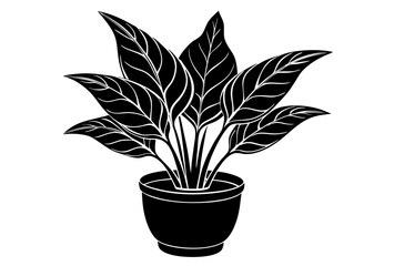  Decorative dieffenbachia plant in a contemporary