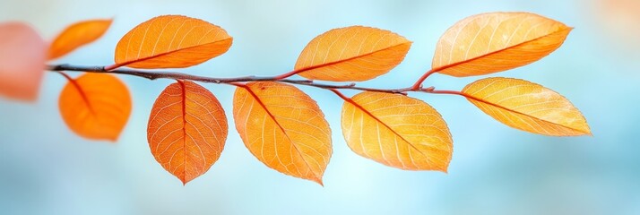 Obraz premium Golden Autumn Leaves Translucent Branch Illuminated by Sunlight, Colorful Fall Foliage