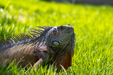Iguana reposando en pasto con mosca en la nariz