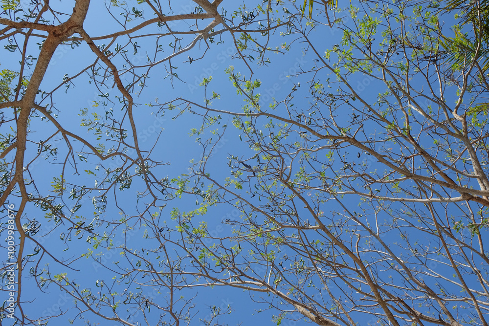 Poster shapes and patterns of tree branches on a blue sky background. low angle of tree branches. for graph