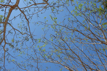 Shapes and patterns of tree branches on a blue sky background. Low angle of tree branches. For graphic design or banner background