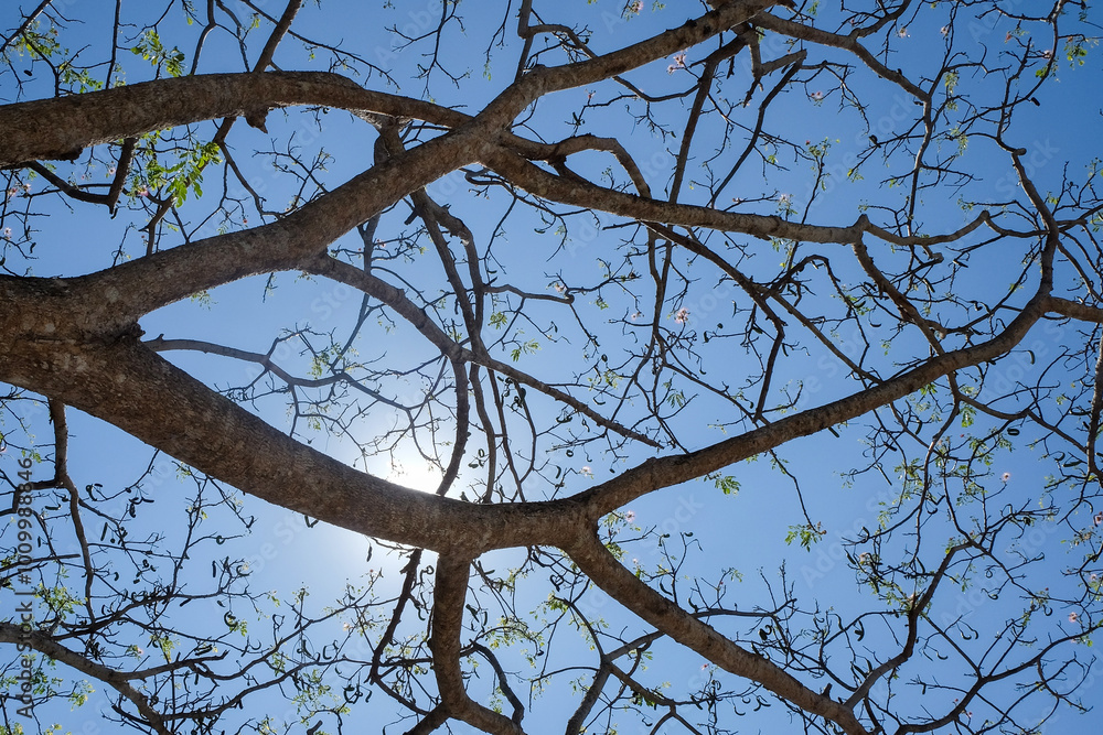 Poster shapes and patterns of tree branches on a blue sky background. low angle of tree branches. for graph