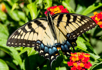 Beautiful Yellow Swallowtail on Red lantana. this particular butterfly only wanted to eat from the red Lantana