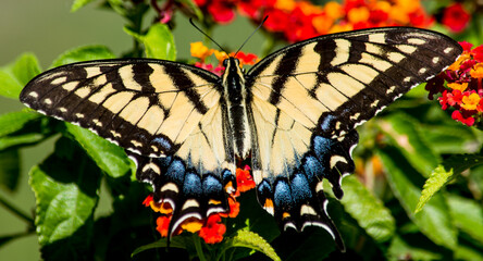 Beautiful Yellow Swallowtail on Red lantana. this particular butterfly only wanted to eat from the red Lantana 
