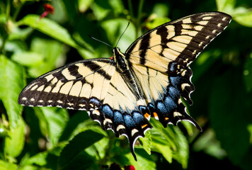 Beautiful Yellow Swallowtail on Red lantana. this particular butterfly only wanted to eat from the red Lantana