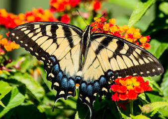 Beautiful Yellow Swallowtail on Red lantana. this particular butterfly only wanted to eat from the red Lantana