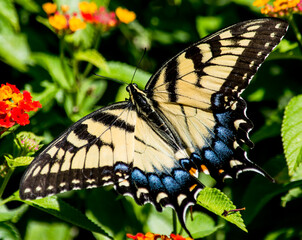 Beautiful Yellow Swallowtail on Red lantana. this particular butterfly only wanted to eat from the red Lantana